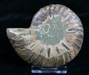 Inch Agatized Ammonite (Half) #5133-1